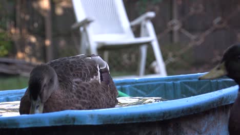 slow motion duck playing water, video poultry bathing, black duck washing itself in a bucket of water and cleaning feathers