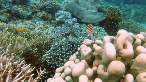 a blackspot goatfish swimming underwater amongst