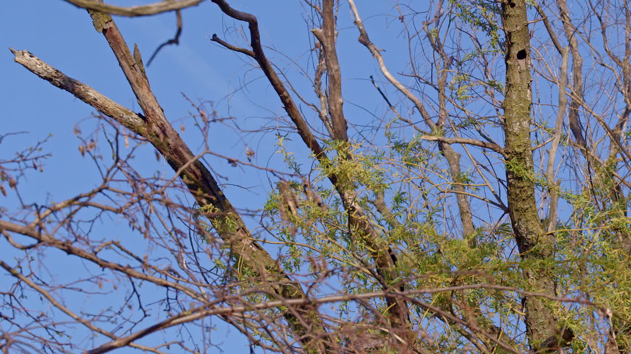 Slow motion scene of purple martins engaging in mating-season flight theatrics.