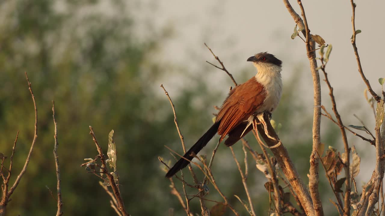 primer plano de un coucal de burchell en una rama contra el follaje de fondo borroso, khwai botswana
