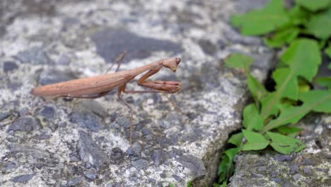 brown praying mantid from the mantidae family of mantises looks at the camera lens and starting to crawl or creep extending his long sharp grasp forelegs