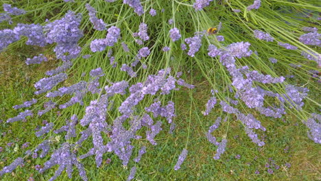 honey bees and bumblebees collecting pollen from a lavender plant