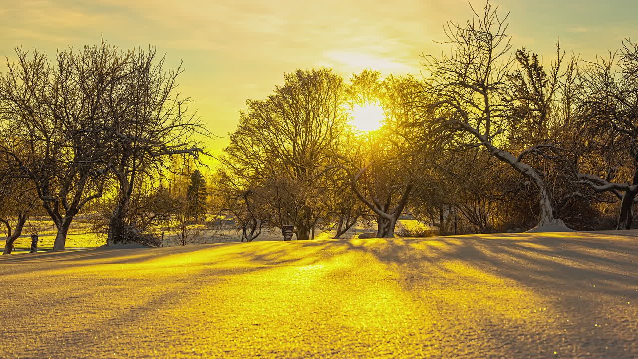 죽은 나무의 실루 ⁇  뒤에 그림자를 던지는 노란색 태양의 시간 흐름