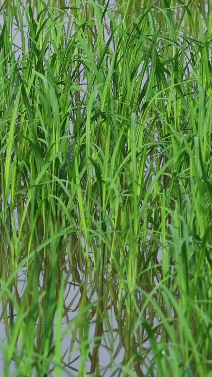 alejándose de las plantas de arroz para revelar el paisaje