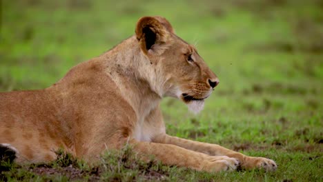 lioness looking towards camera