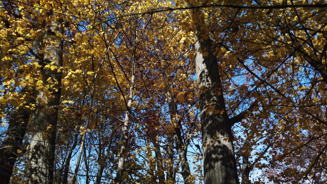 A quick tilt up from a beautiful forest at ground level, to the tree canopy and sky, showing fall colours