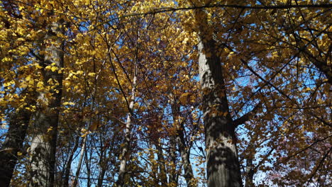 A-quick-tilt-up-from-a-beautiful-forest-at-ground-level,-to-the-tree-canopy-and-sky,-showing-fall-colours