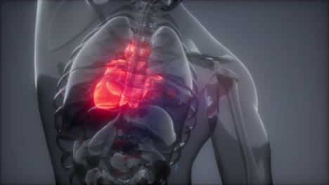 examen de radiología del corazón humano
