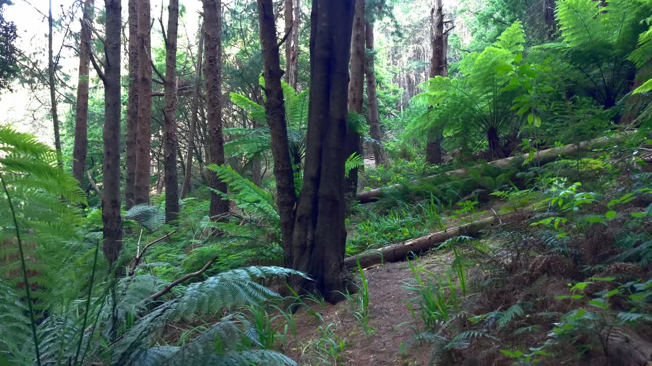 Esplora la serena bellezza del Woolrich Forest Park a Melbourne. La vegetazione lussureggiante, gli alberi imponenti e la luce del sole che filtra attraverso la chioma creano una pacifica ambientazione naturale.