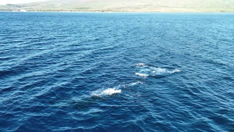 Ballena-Bebé-Súper-Enérgica-Saltando-Junto-A-Mamá-Lanzando-Arcoíris