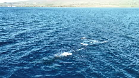 ballena bebé súper enérgica saltando junto a mamá lanzando arcoíris