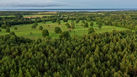 Flying-over-a-forest-onto-a-field-with-oak-trees