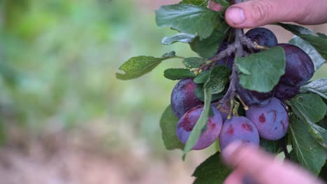 male hands picking savory ripe plums from branch of fruit tree - shallow focus closeup with blurred background - norway