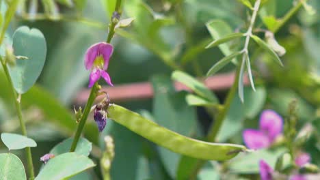 Tiro-Cercano-De-Avispa-Volando-Alrededor-De-Los-Arbustos-Verdes-Y-Flores