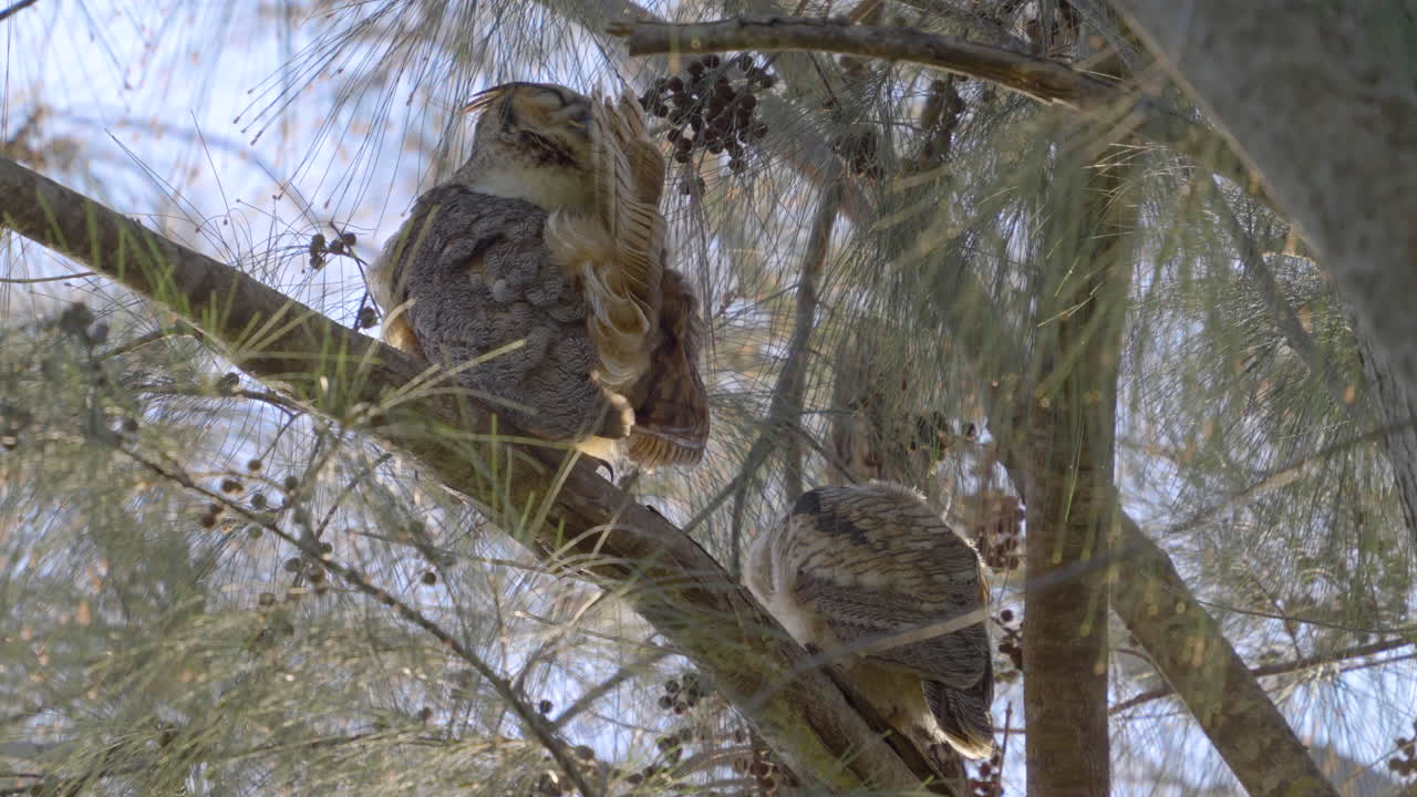 Great Horned Owl Preening and Cleaning Feathers with Chick 2