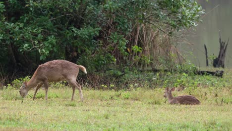 ciervo cerdo indio, hyelaphus porcinus, tailandia