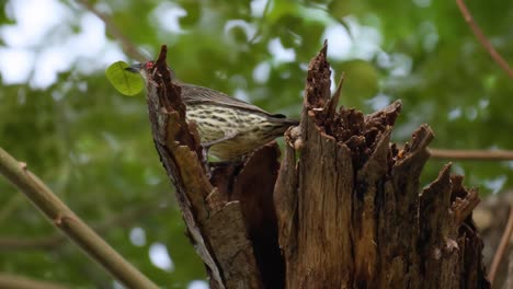 estornino brillante asiático inmaduro que sostiene la hoja verde en el pico junto al nido saltando sobre una rama podrida