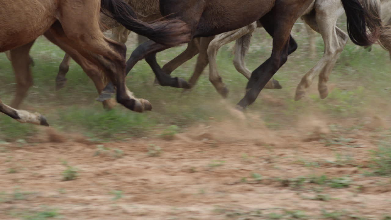 toma de primer plano de seguimiento en cámara lenta de una manada galopando y levantando tierra a través de un campo