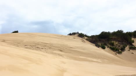 Una-Toma-Amplia-De-Arbustos-Y-árboles-Bajos-En-Las-Grandes-Dunas-De-Arena-Costeras