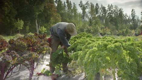 WIDE-SLIDER-shot-of-handsome-farmer-harvesting-veg,-tractor-drives-past