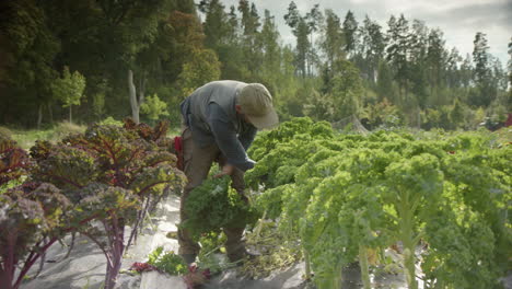 gran tiro deslizante de un agricultor guapo cosechando verduras, el tractor pasa
