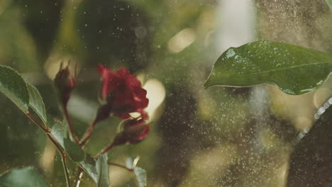 red rose in the rain