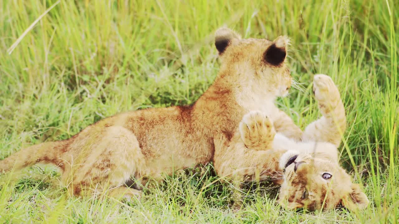 leuke leeuwenkinderen spelen in afrika, grappige jonge baby dieren leeuwen in het gras op een afrikaanse wildlife safari in maasai mara, kenya in het masai mara national reserve groene grassen