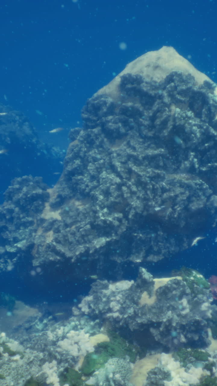 Explore vibrant underwater landscapes with colorful marine life