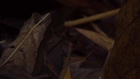 the backside of a brown amazonian horned frog sits still on top of the leaves of the dark jungle ground, pan shot