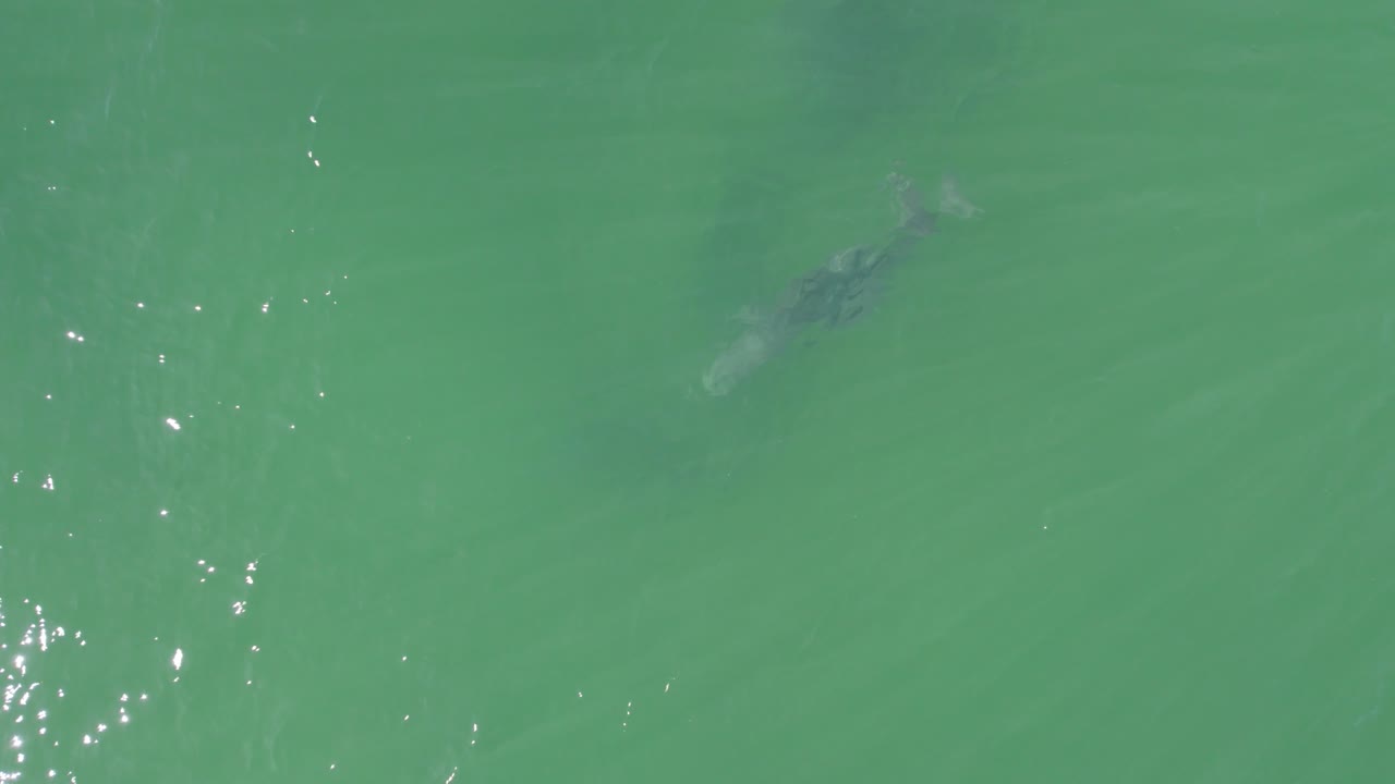 호주 qld의 병코 돌고래 수중