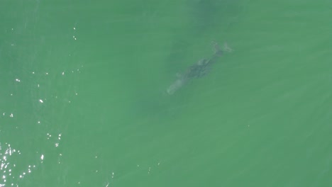 Großer-Tümmler-Unter-Wasser-In-Qld,-Australien