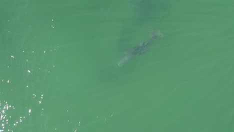 delfín mular bajo el agua en queensland, australia