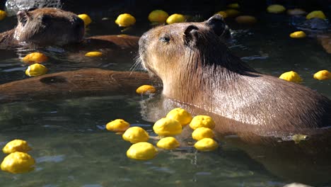 close up of stoic capybara taking a bath in yuzu hot springs in japan