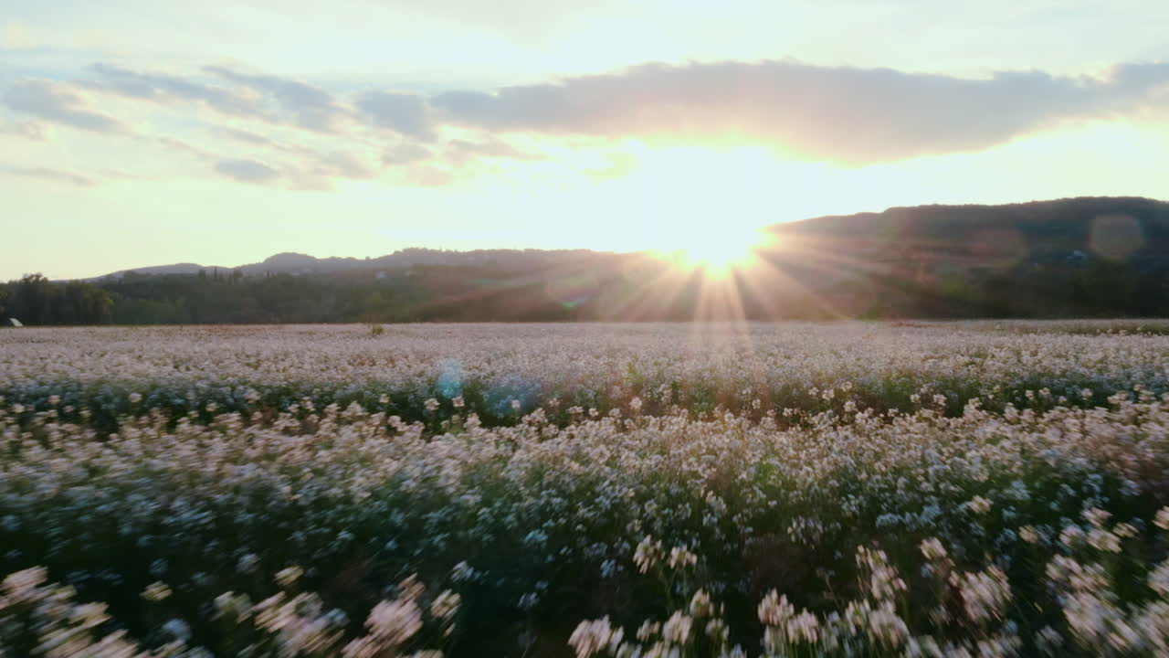 Drone view of a flowery field