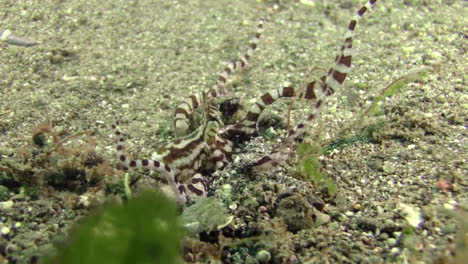 mimic octopus retracting tentacles into a burrow in sandy bottom