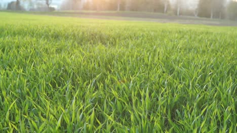 field in sunset