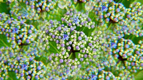 kaleidoscopic view of hydrangea flowers