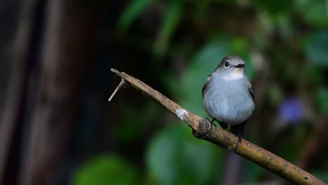 Taiga-Flycatcher,-Female,