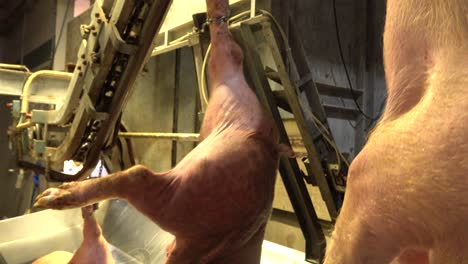 pigs hung in slaughterhouse begins the cutting process