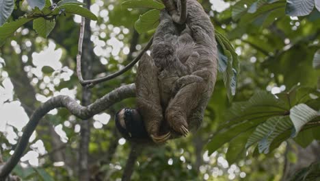 adorable baby sloth clings tight to its mummy upside down in forest canopy