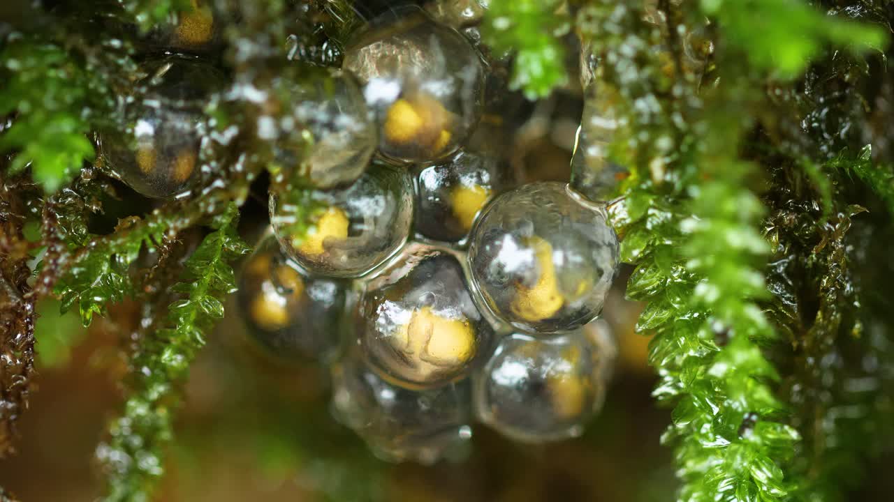 Eggs of Bombay Bush Frog hidden under Moss to keep them moist in the  development stage, tadpoles seen moving inside the transparent eggs as the water trickles, Western Ghats India Amboli