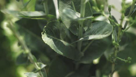 bolted-gone to seed lettuce plant leaves in sunlight cinematic hd