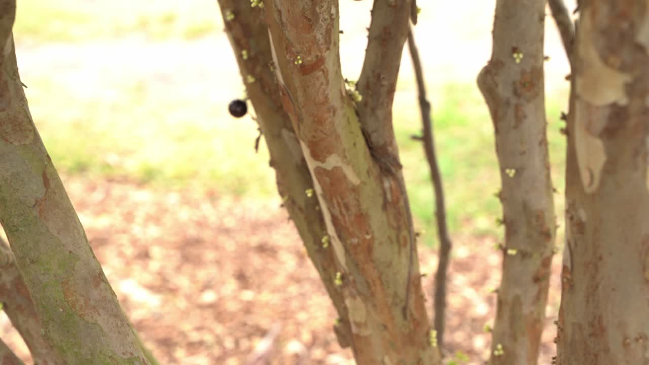 tiro medio de jaboticaba árbol joven con flores que comienzan a florecer en la temporada fruta pliniana parecida a la uva
