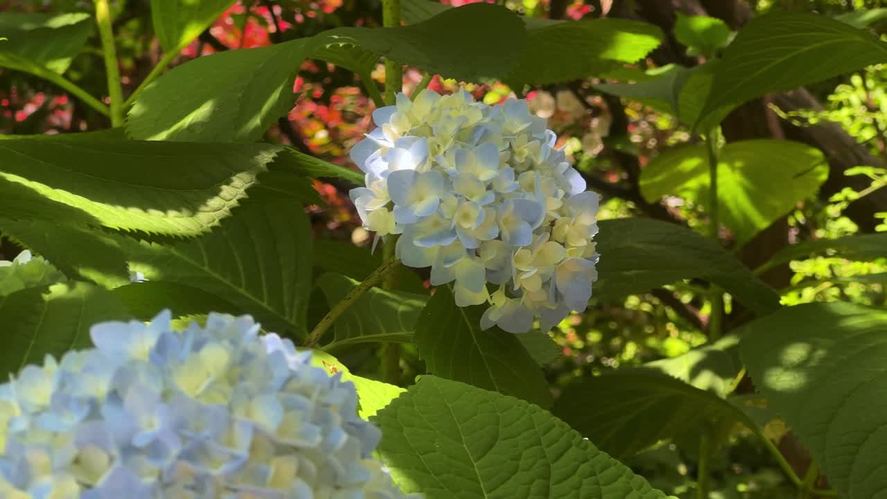 Blue hydrangeas blooming in a lush garden setting with sunlight filtering through green leaves