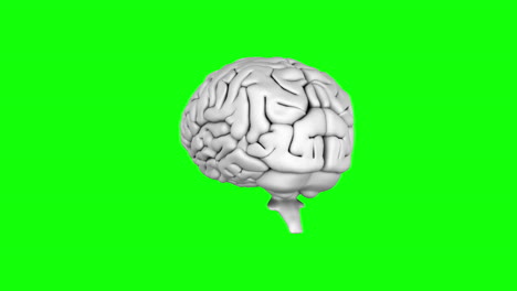 Brain-spinning-on-green-screen-background