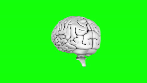cerebro girando en el fondo de la pantalla verde