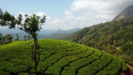 Terraza-De-Plantación-De-Jardín-De-Té-Ubicada-En-Munnar-India-Industria-De-Bebidas-Rurales-Sobre-Colinas-Verdes-Con-Paisaje-De-Bosque-De-Nubes-De-Montaña-Y-Cielo-Azul