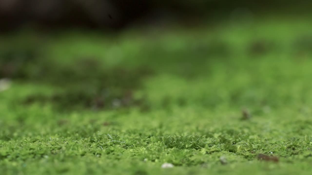 Macro video showing ants moving across a green surface