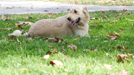 dogs playing in a park