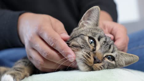 close-up of the head of a young tabby cat lying down to be stroked by human hands, a moment of sharing and pleasure.